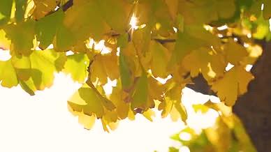 4k实拍唯美阳光透过树叶意境空镜头风光视频的预览图
